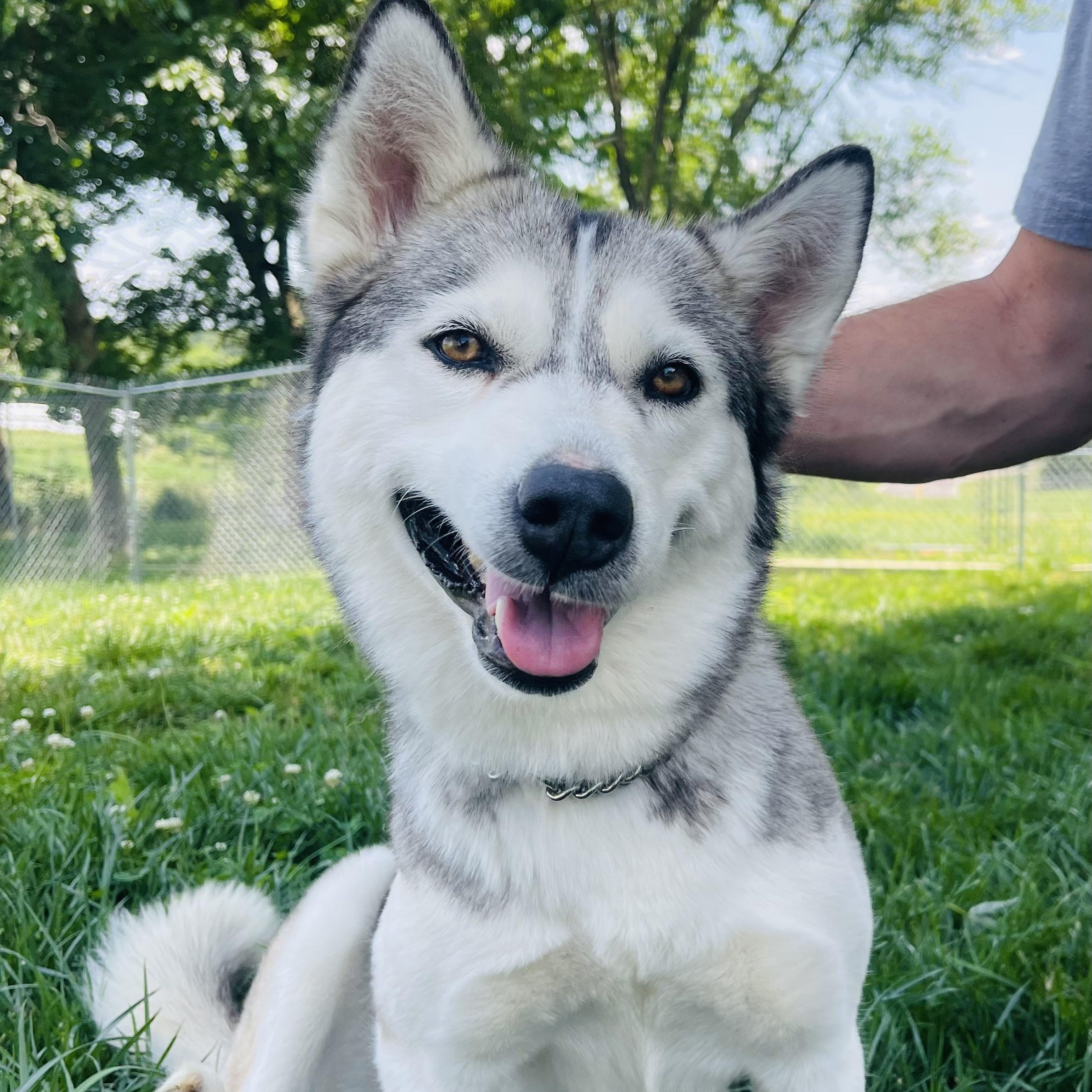 Laika