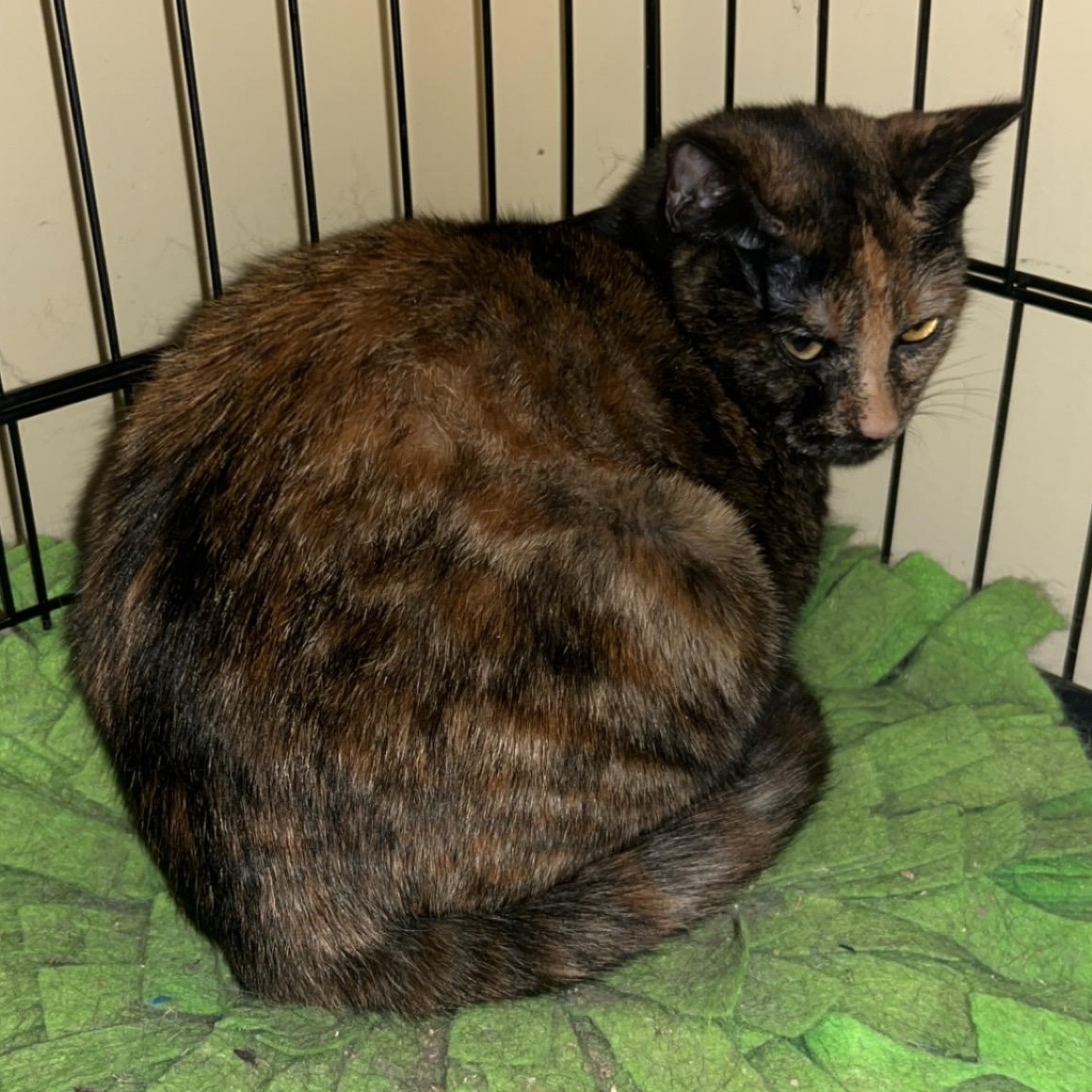 Enlarge PECAN & APPLE, a Adoptable Domestic Short Hair in Windsor Locks, CT image 6/6