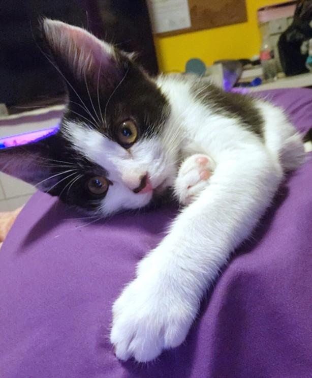 CHANEL, Adoptable, Kitten Female Domestic Short Hair.