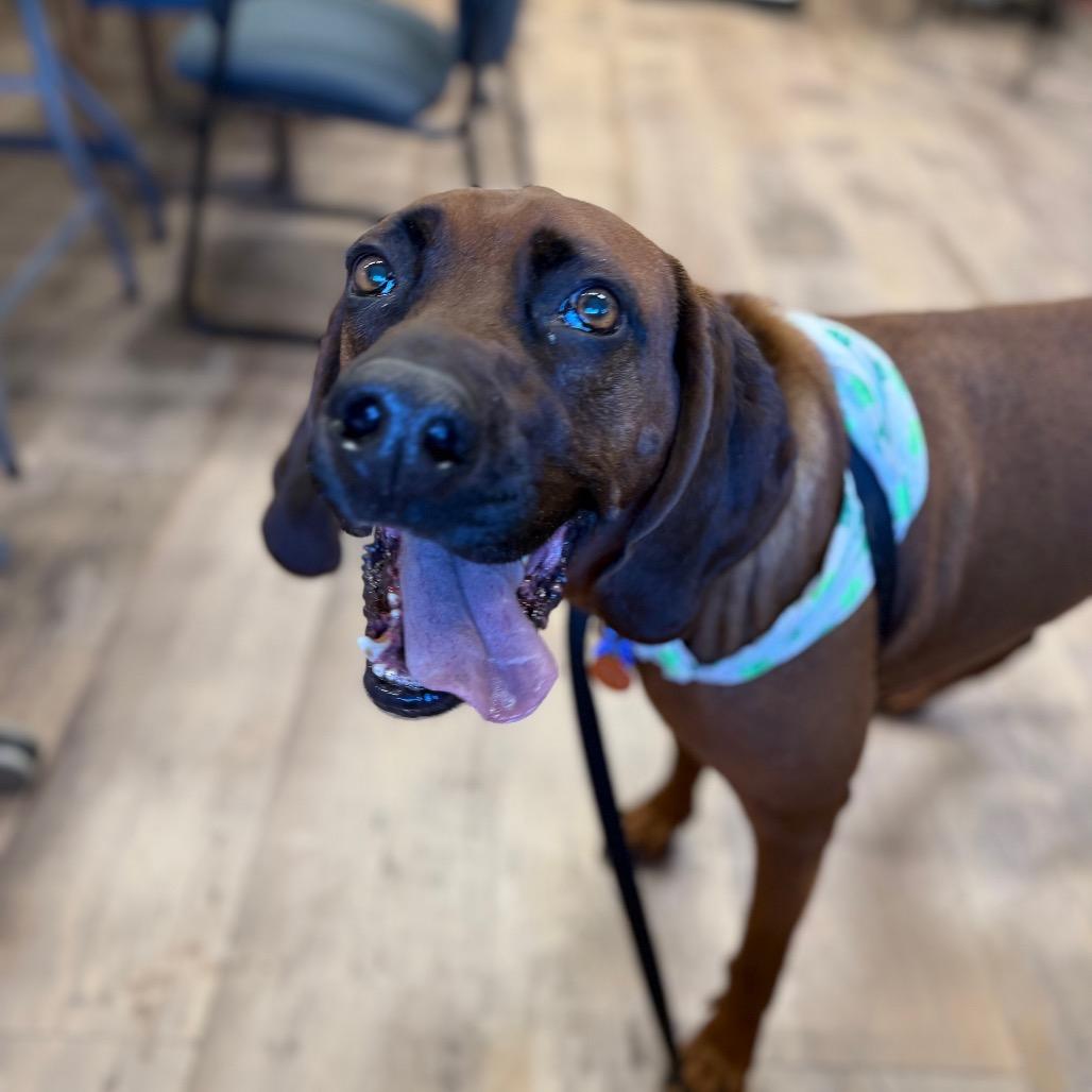 Pistol, Adoptable, Adult Male Hound & Mixed Breed.