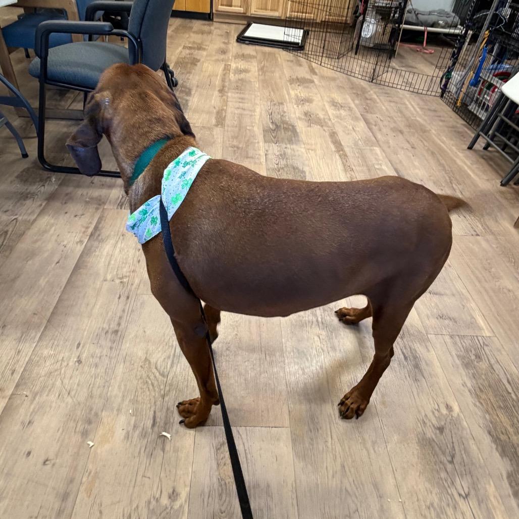 Pistol, a Adoptable mixed breed in Durango, CO image 2/4