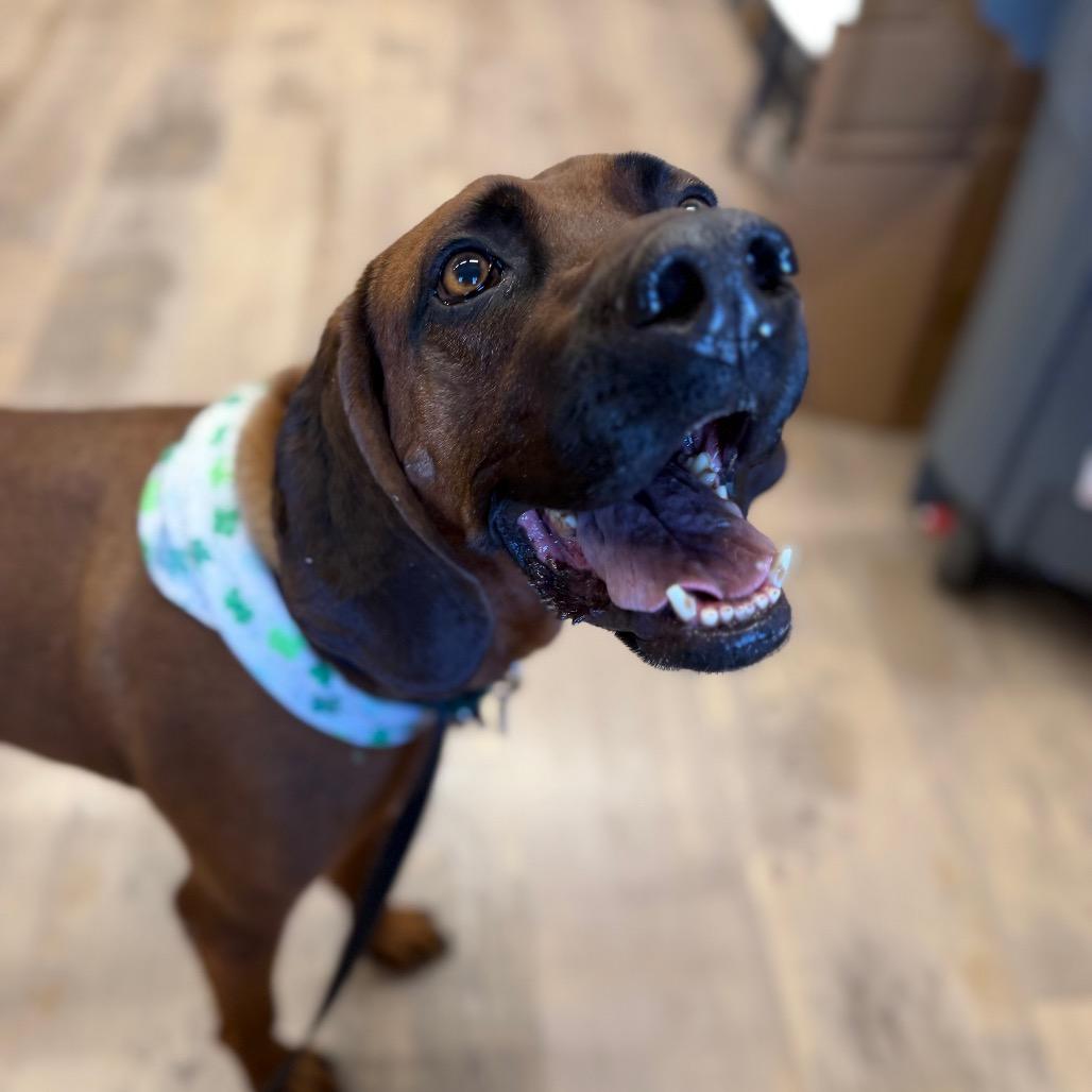 Pistol, a Adoptable mixed breed in Durango, CO image 3/4