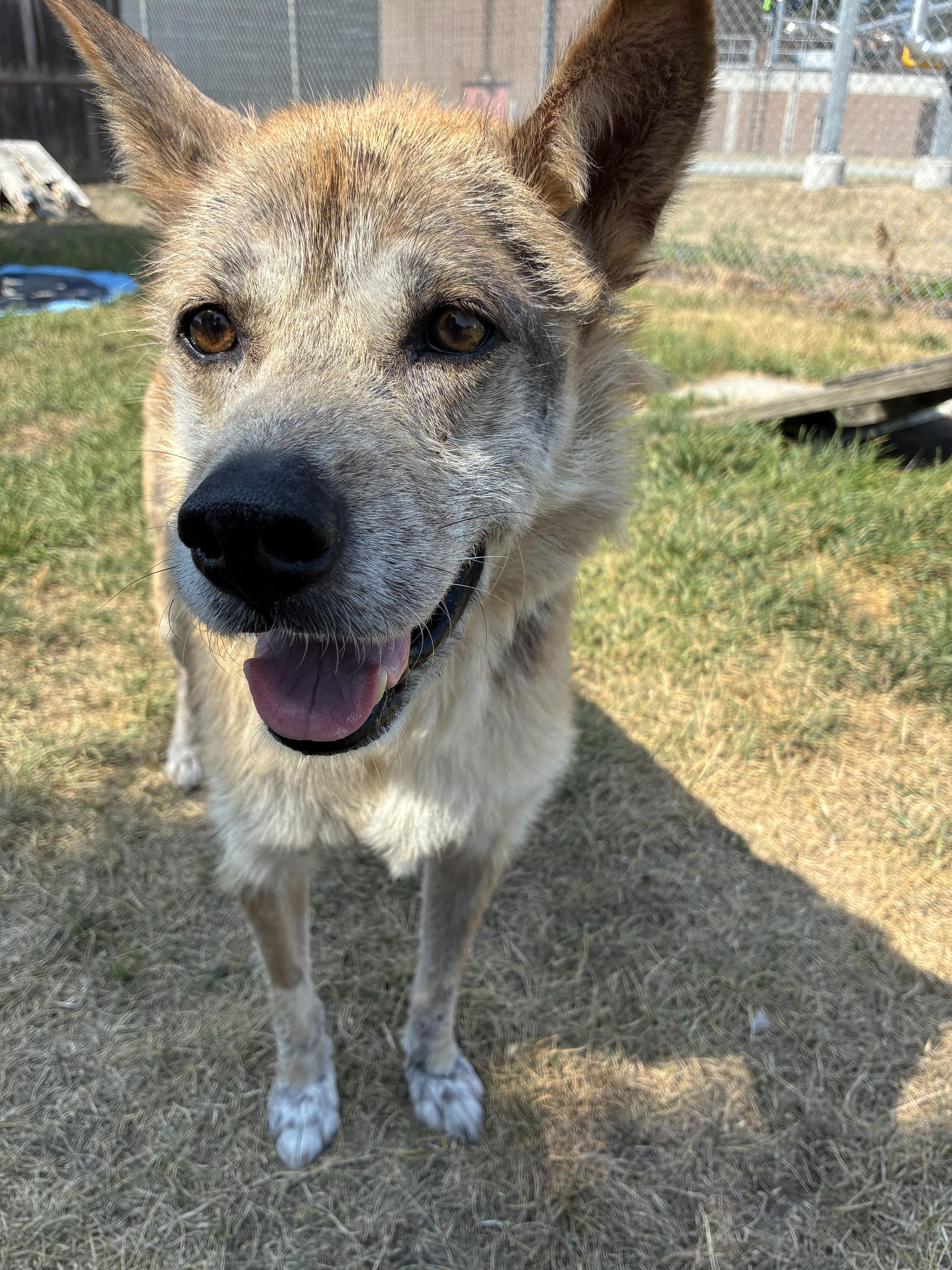 BEAU - ADOPTABLE, ADOPTABLE, Adult Male Jindo.