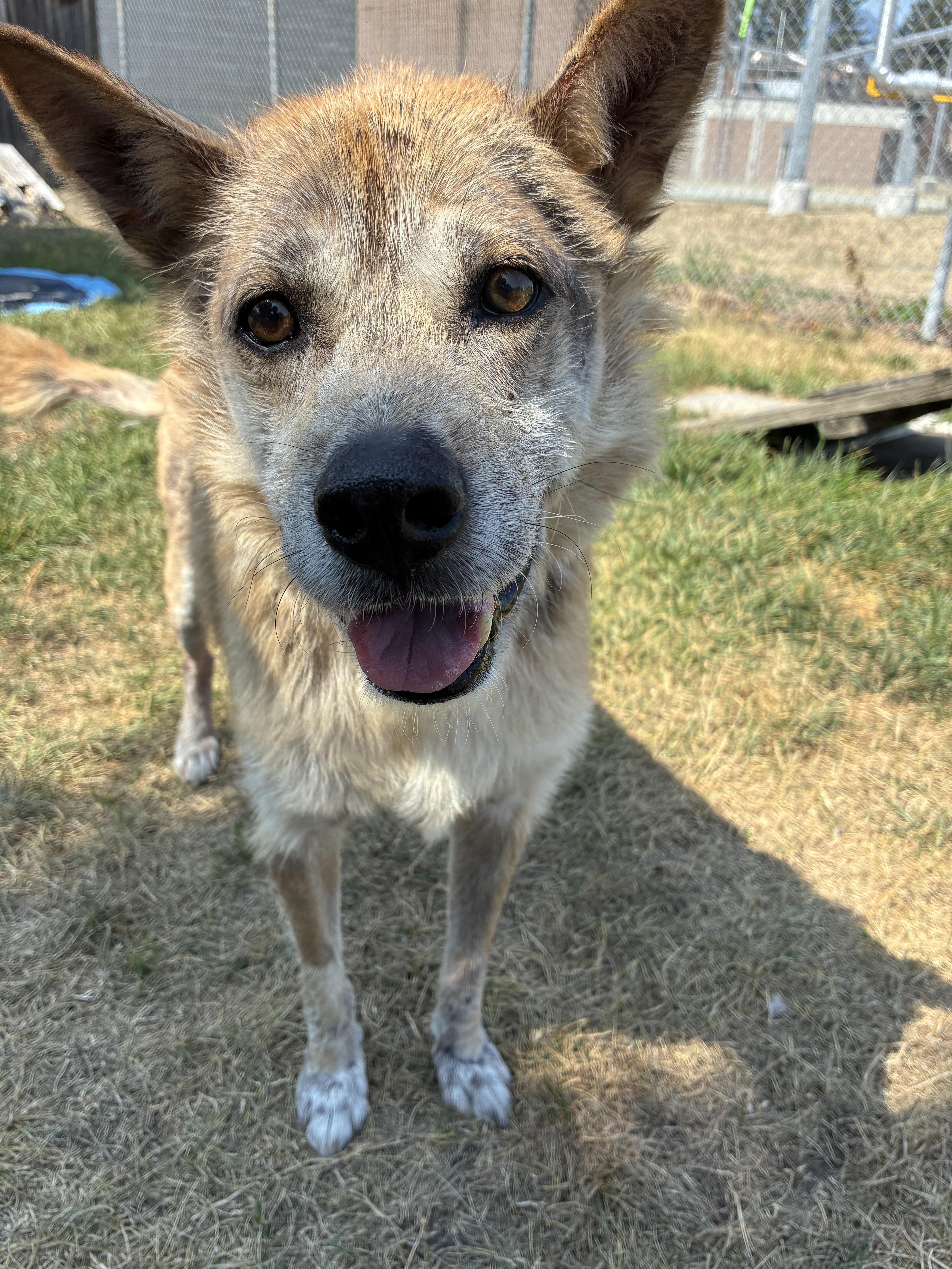 BEAU - ADOPTABLE, a ADOPTABLE mixed breed in Chilliwack, BC image 3/4