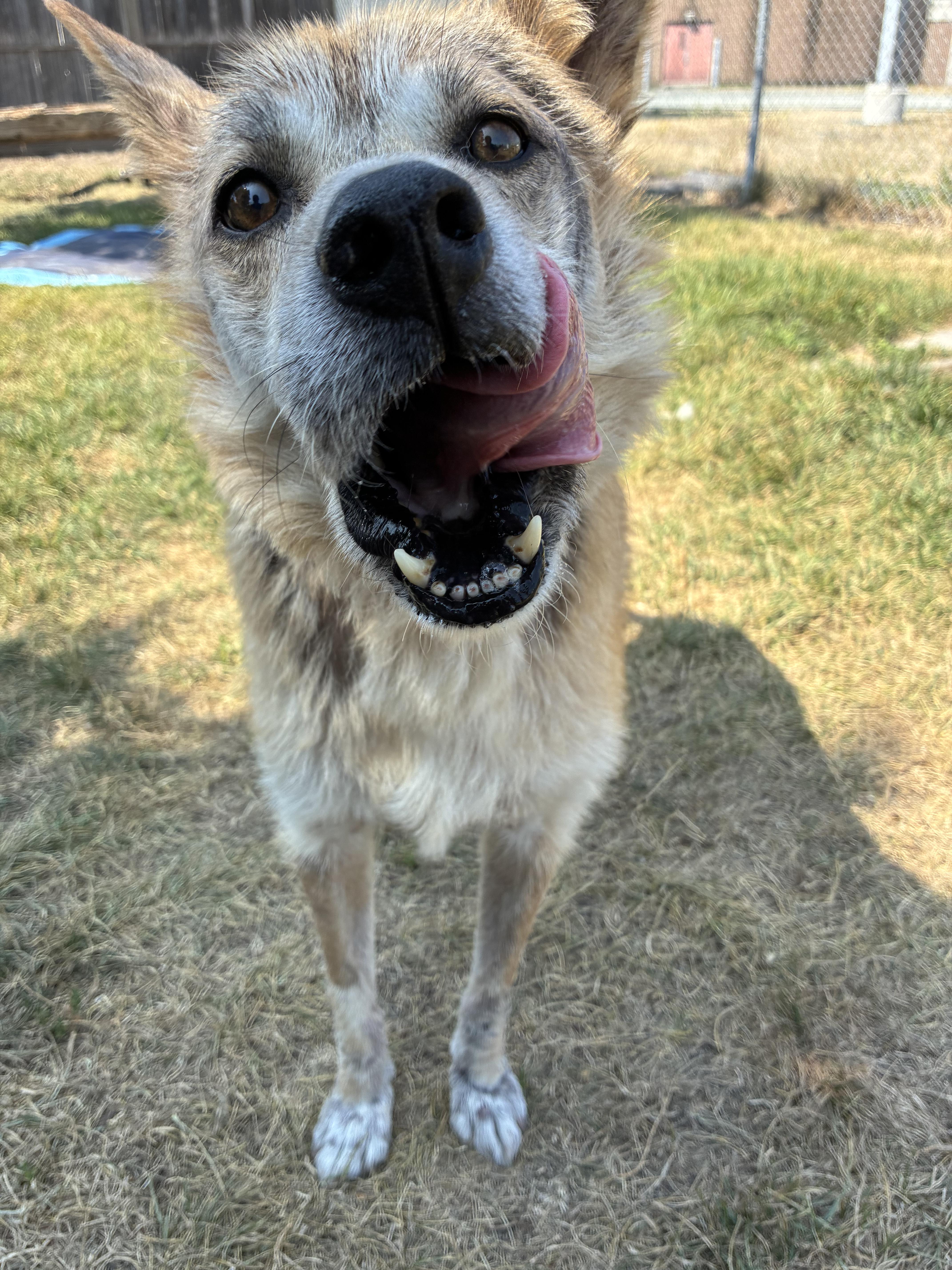BEAU - ADOPTABLE, a ADOPTABLE mixed breed in Chilliwack, BC image 2/4