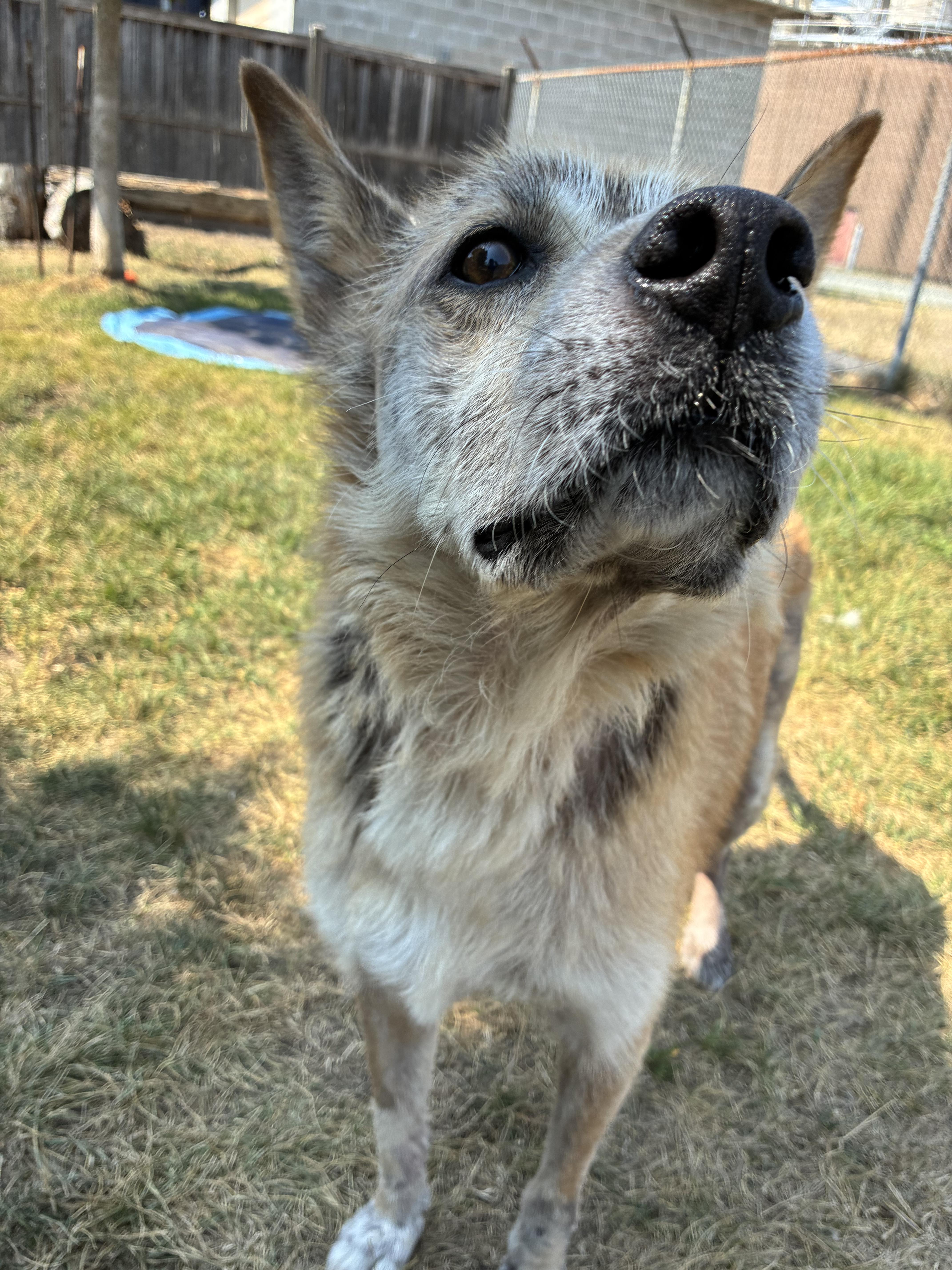 BEAU - ADOPTABLE, a ADOPTABLE mixed breed in Chilliwack, BC image 4/4