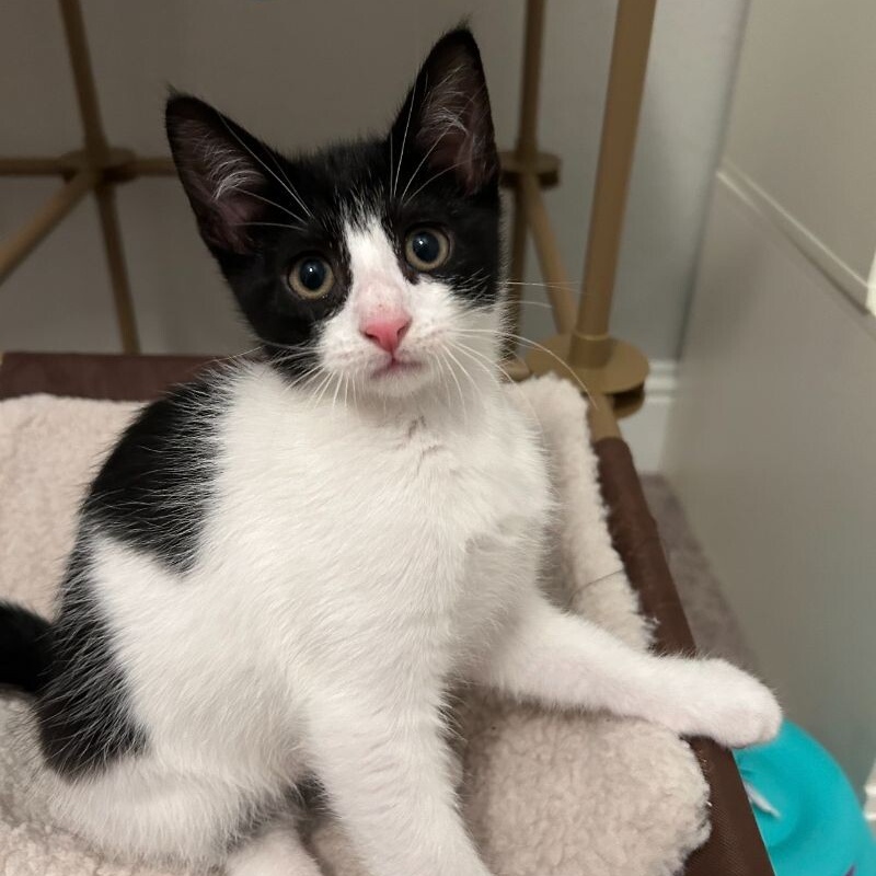 Cat for adoption Joseph Crown, a Tuxedo & Domestic Short Hair Mix in