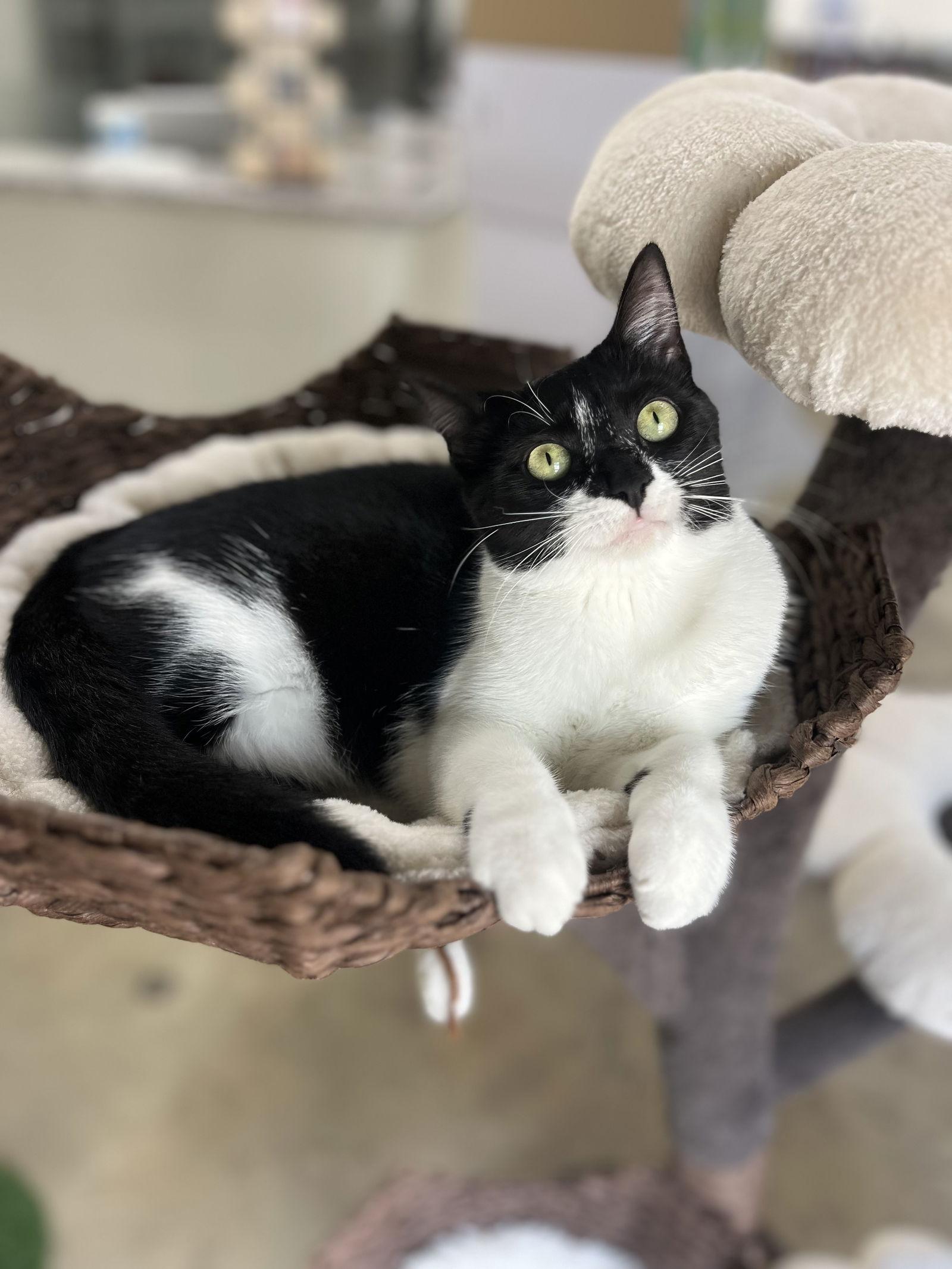 Eden, a Adoptable Domestic Short Hair in Atlanta, GA image 1/3