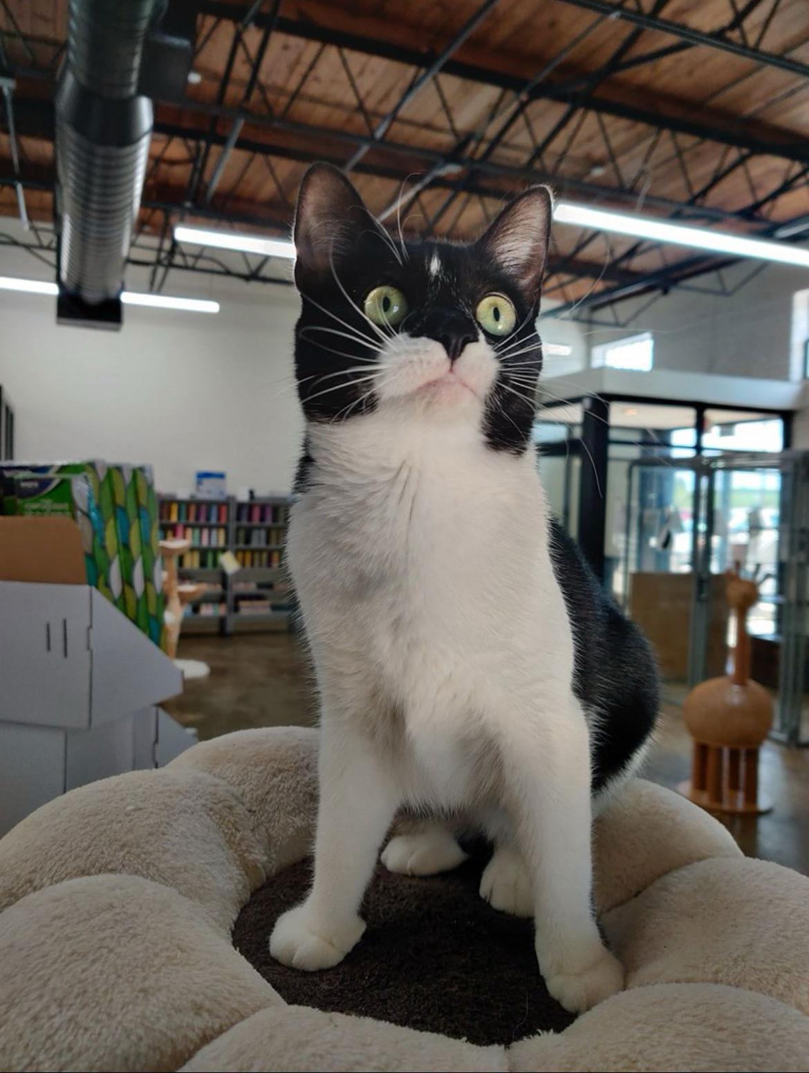 Eden, a Adoptable Domestic Short Hair in Atlanta, GA image 2/3