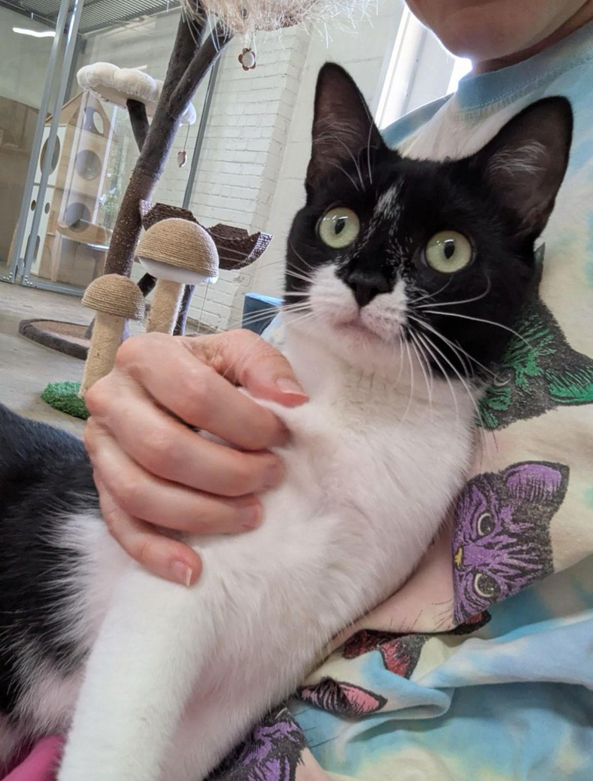 Eden, a Adoptable Domestic Short Hair in Atlanta, GA image 3/3