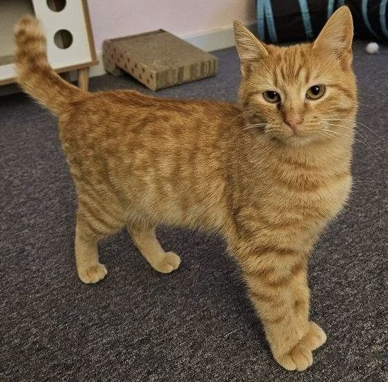 Sadie, Adopted, Adult Female Tabby.