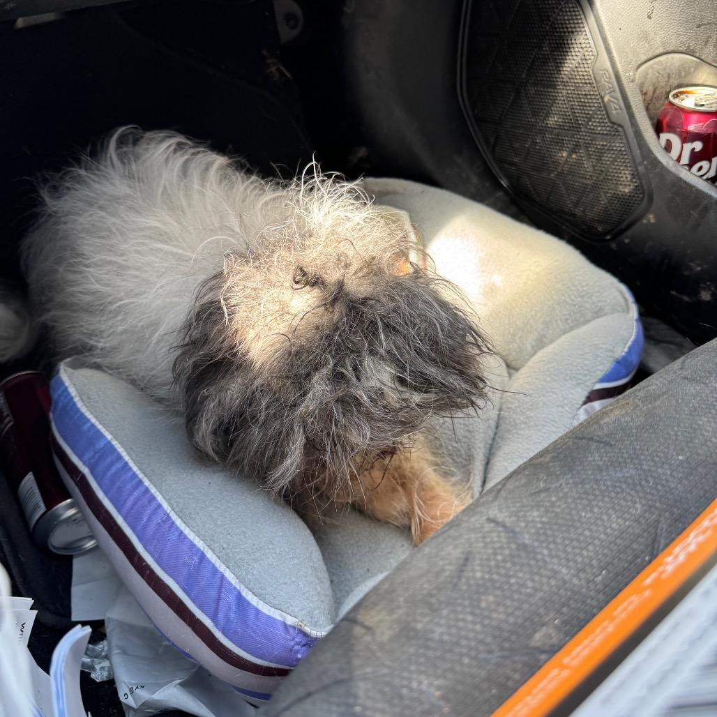 Enlarge Lacy, a Adoptable Shih Tzu in West Plains, MO image 1/1
