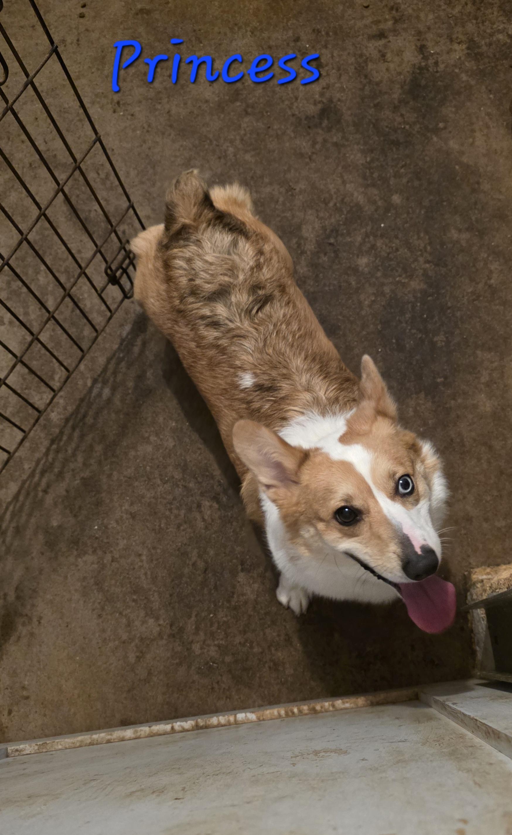 Princess, an adopted Corgi in Wever, IA image 3/4