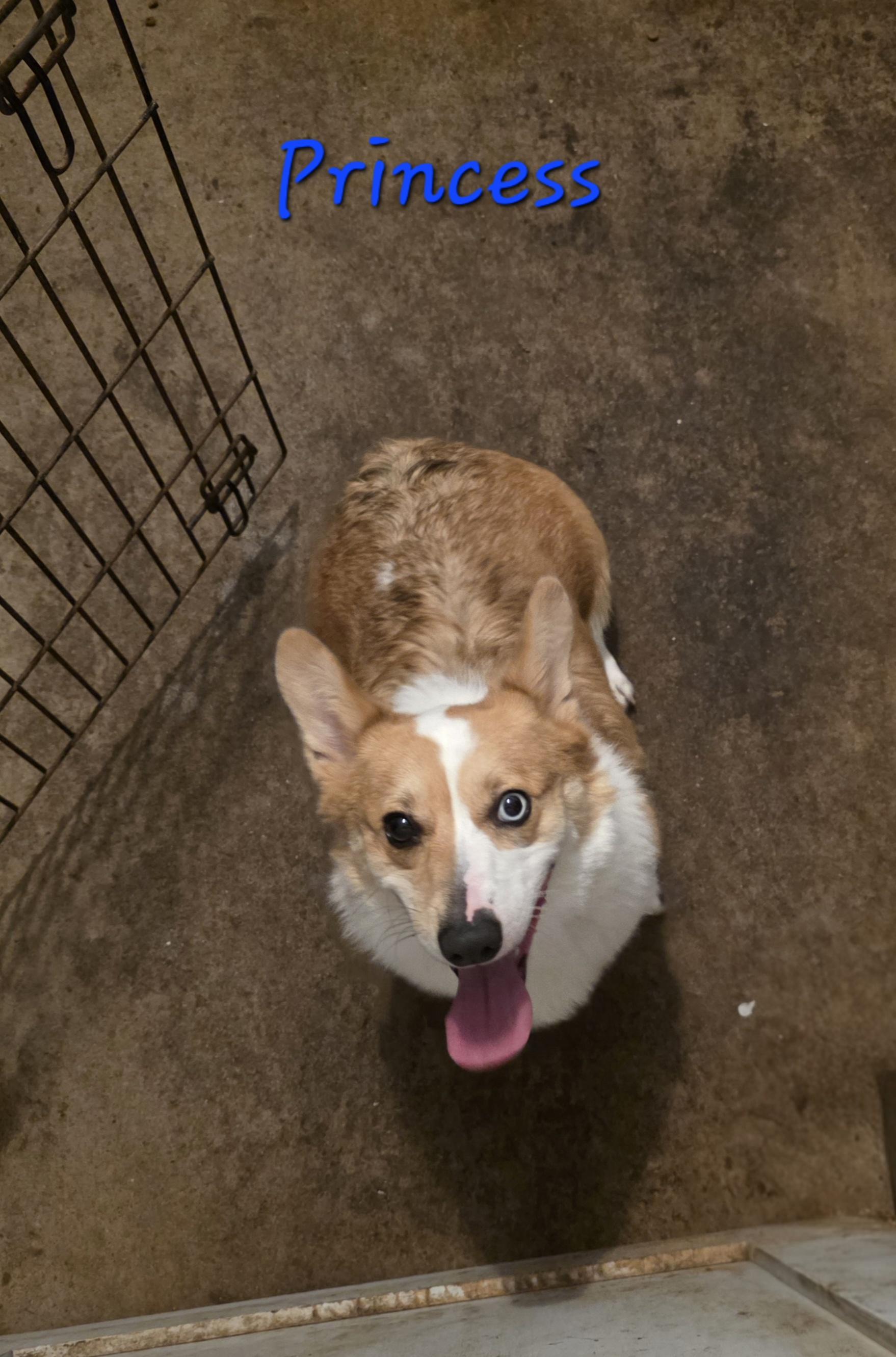 Princess, an adopted Corgi in Wever, IA image 2/4