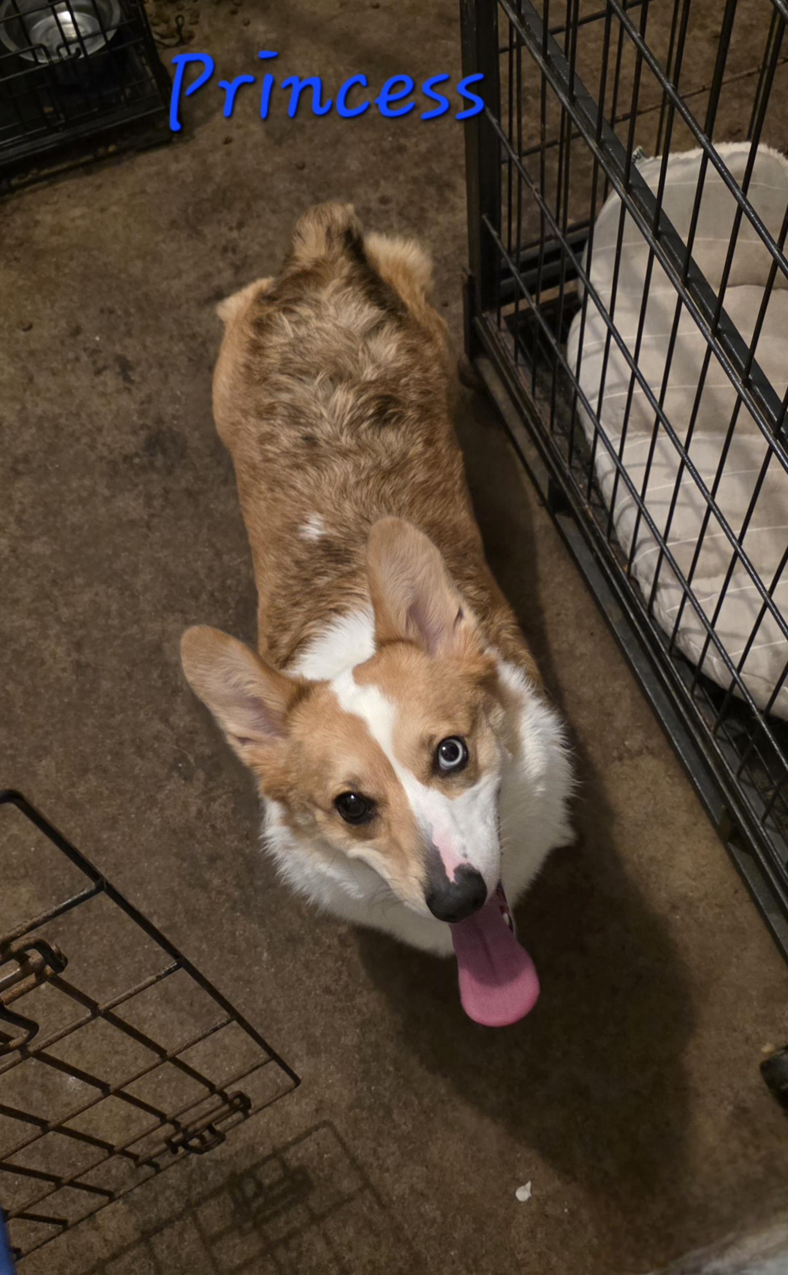 Princess, ADOPTABLE, Adult Female Corgi.