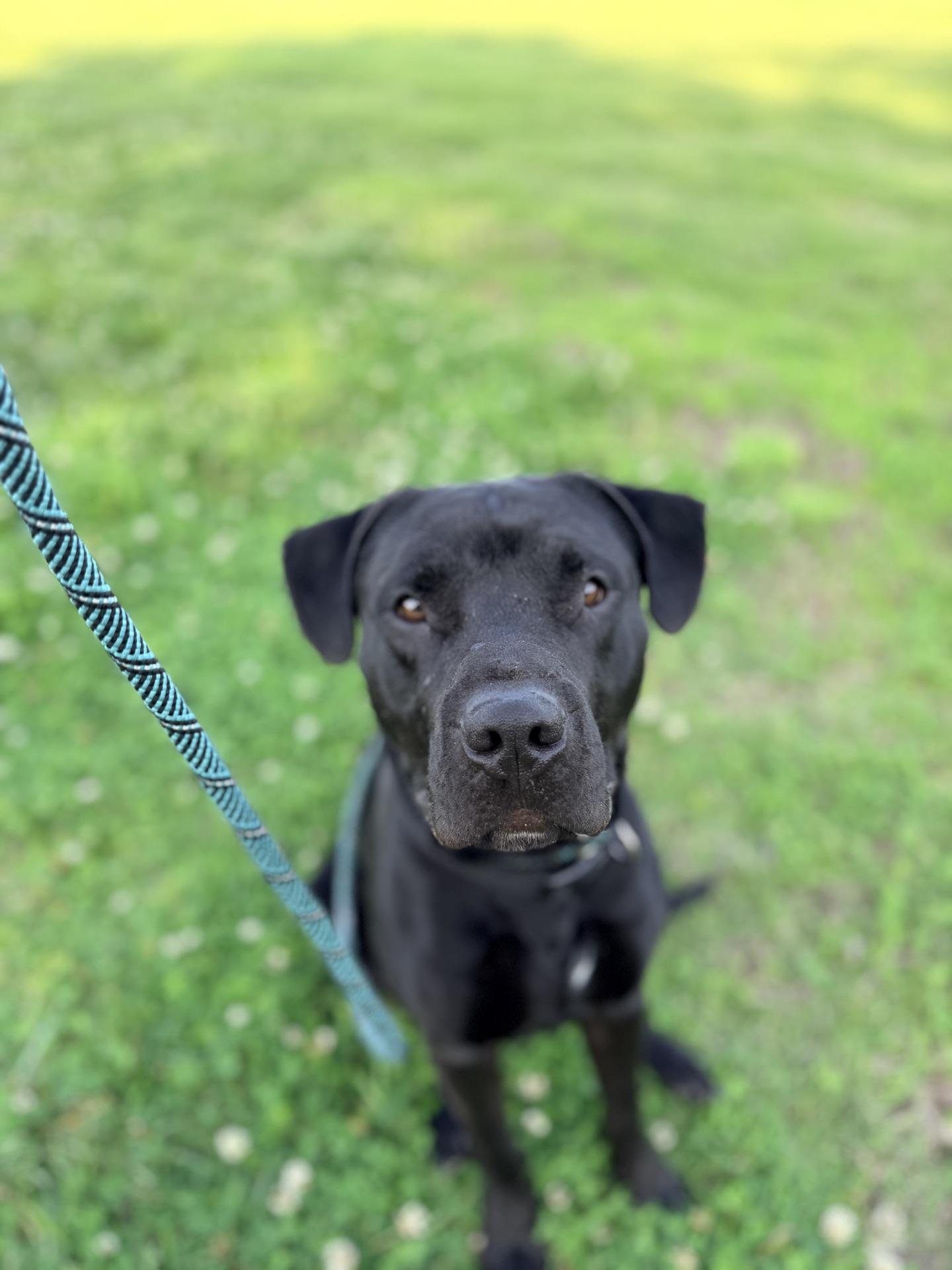 Enlarge Zeke, a ADOPTABLE mixed breed in Plattsburg, MO image 3/5