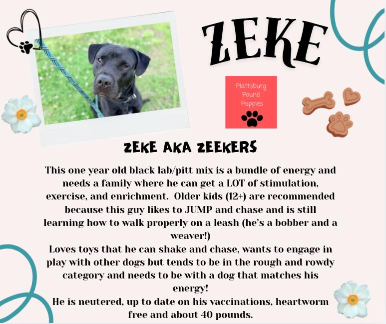 Enlarge Zeke, a ADOPTABLE mixed breed in Plattsburg, MO image 5/5