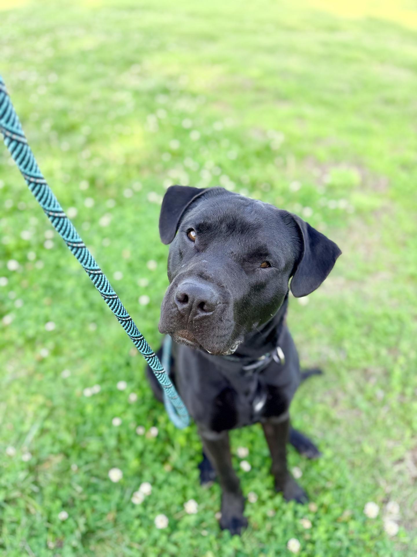 Enlarge Zeke, a ADOPTABLE mixed breed in Plattsburg, MO image 1/5