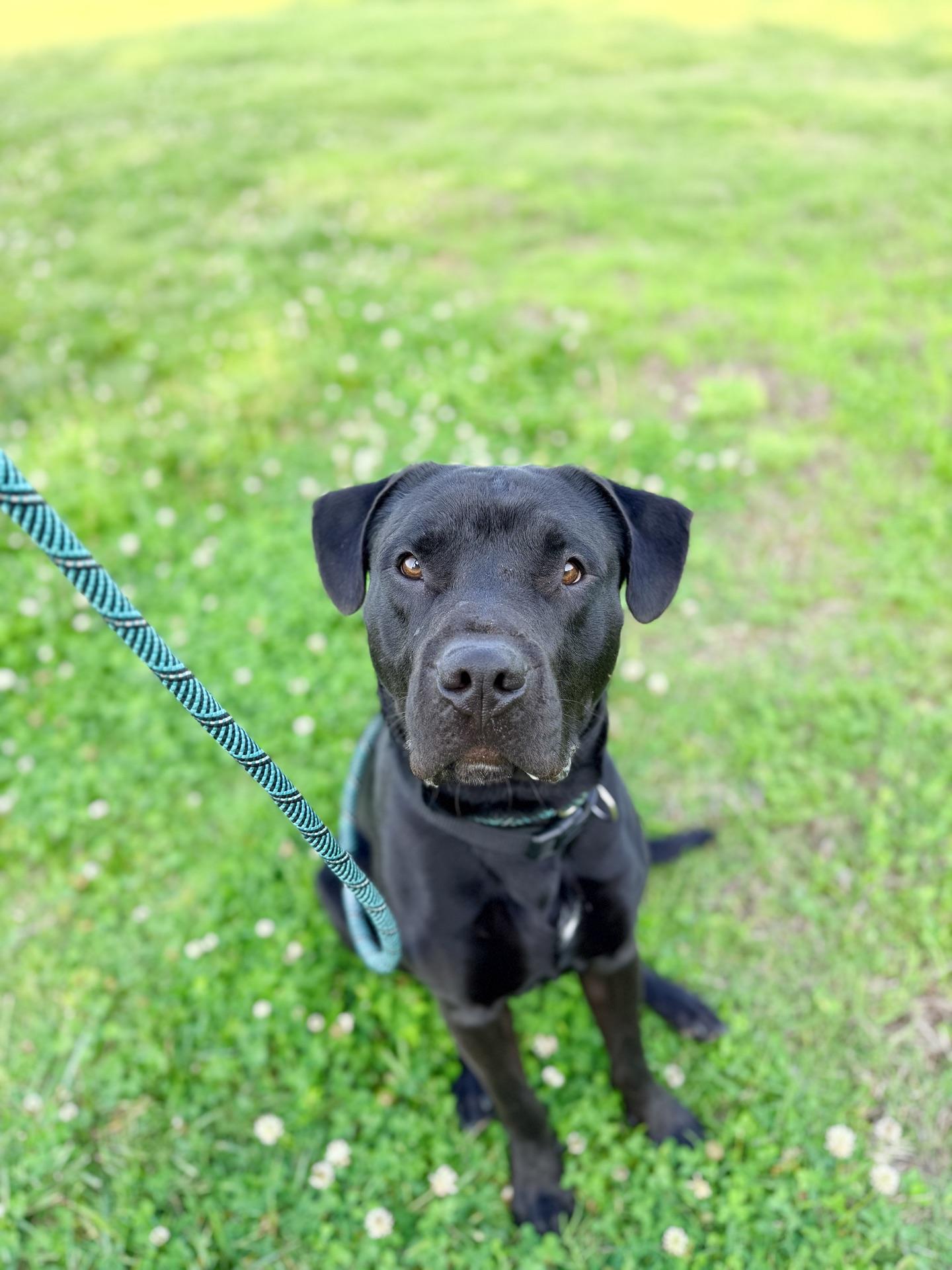 Enlarge Zeke, a ADOPTABLE mixed breed in Plattsburg, MO image 2/5