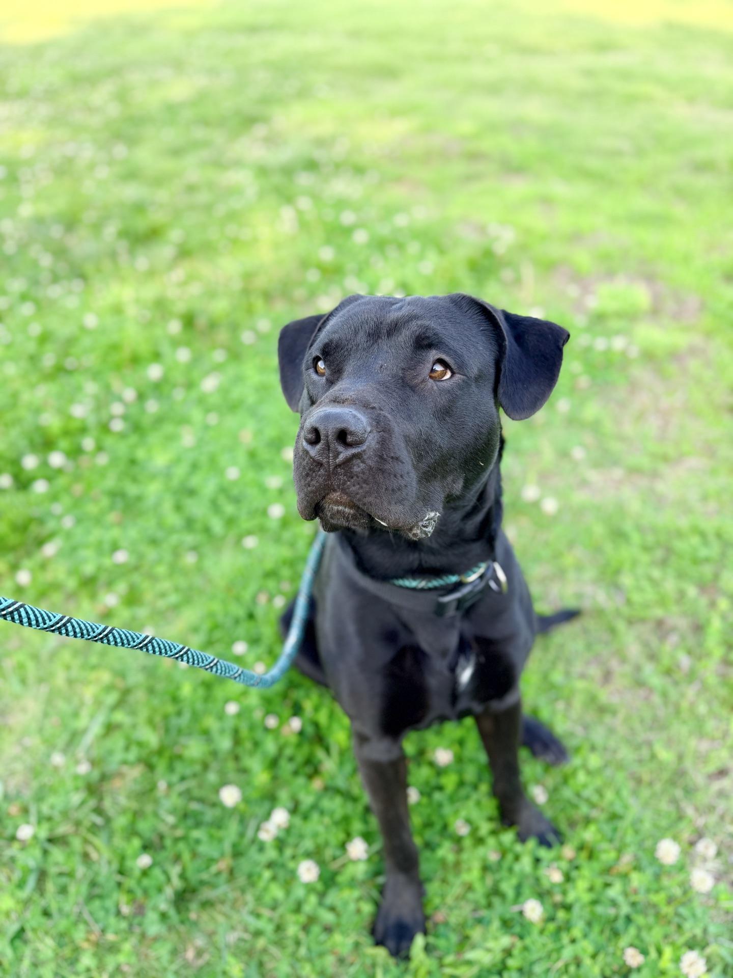 Enlarge Zeke, a ADOPTABLE mixed breed in Plattsburg, MO image 4/5