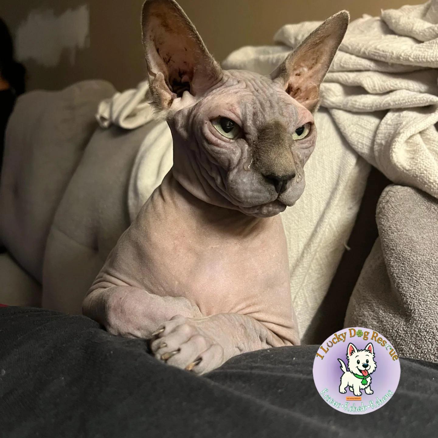 Rocket, adopted, Adult Male Sphynx / Hairless Cat.
