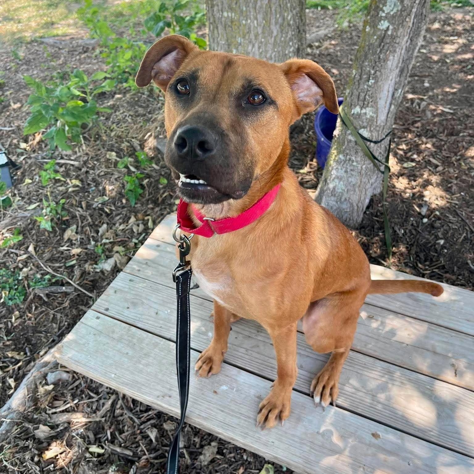 Enlarge Lucas, a Adoptable mixed breed in St. Louis, MO image 6/6
