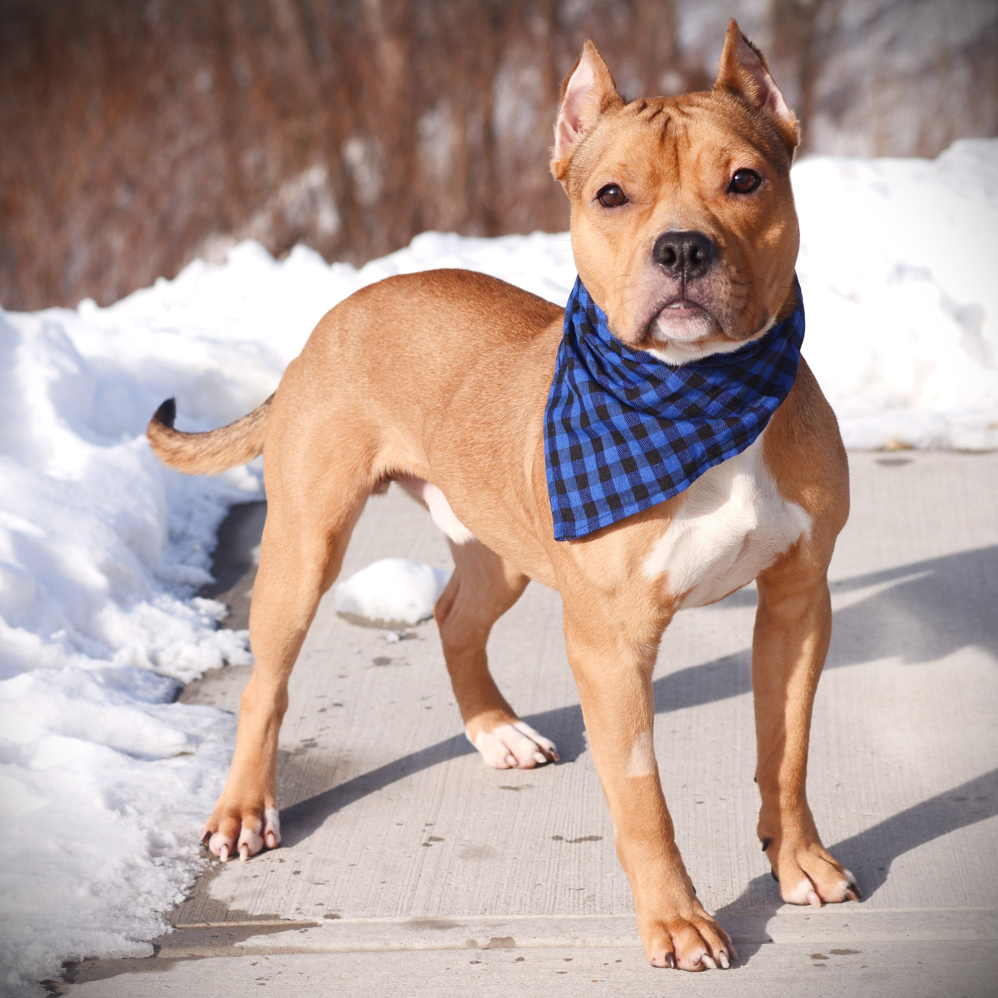 Enlarge Sid, an adoptable mixed breed in Amsterdam, NY image 4/5