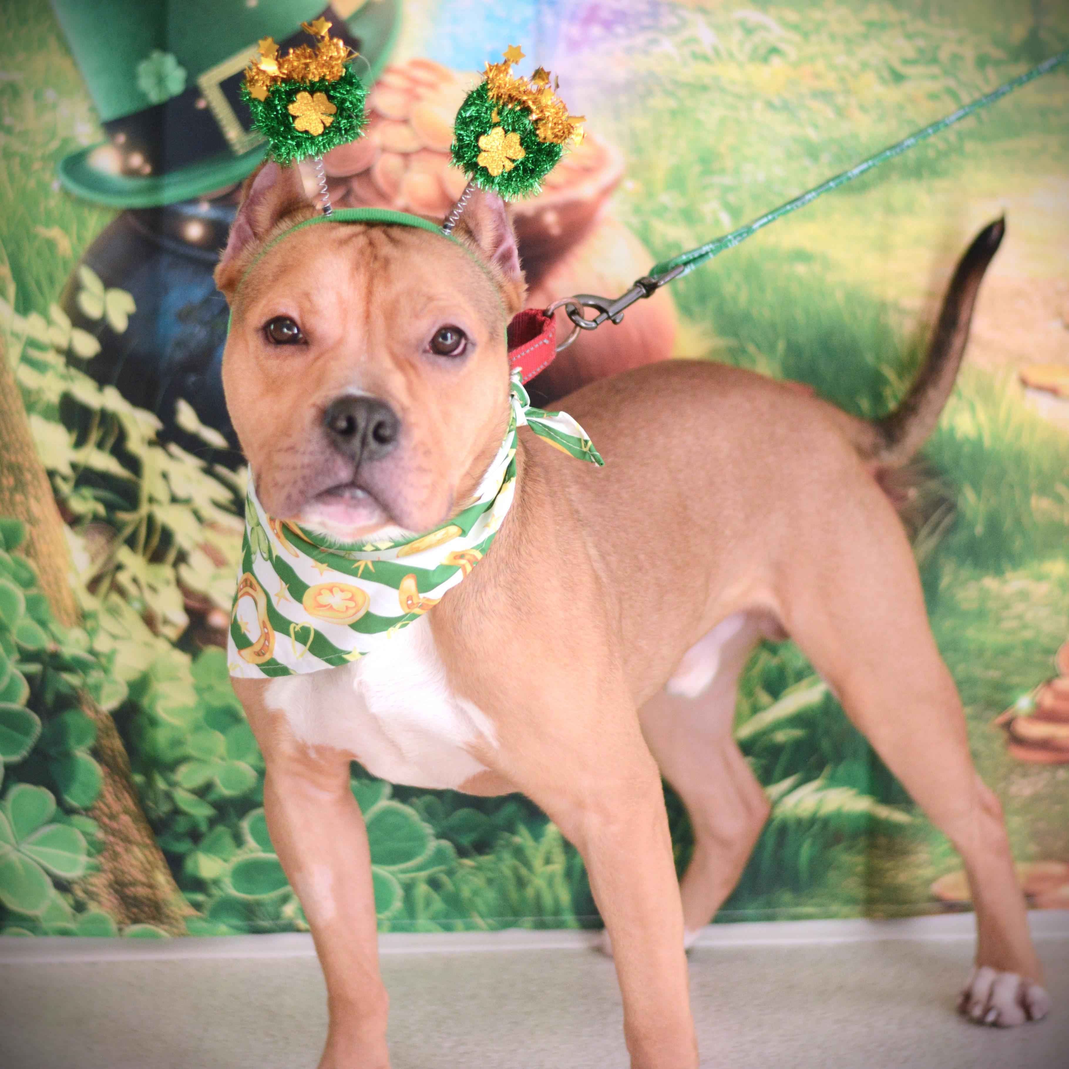 Enlarge Sid, an adoptable mixed breed in Amsterdam, NY image 2/5