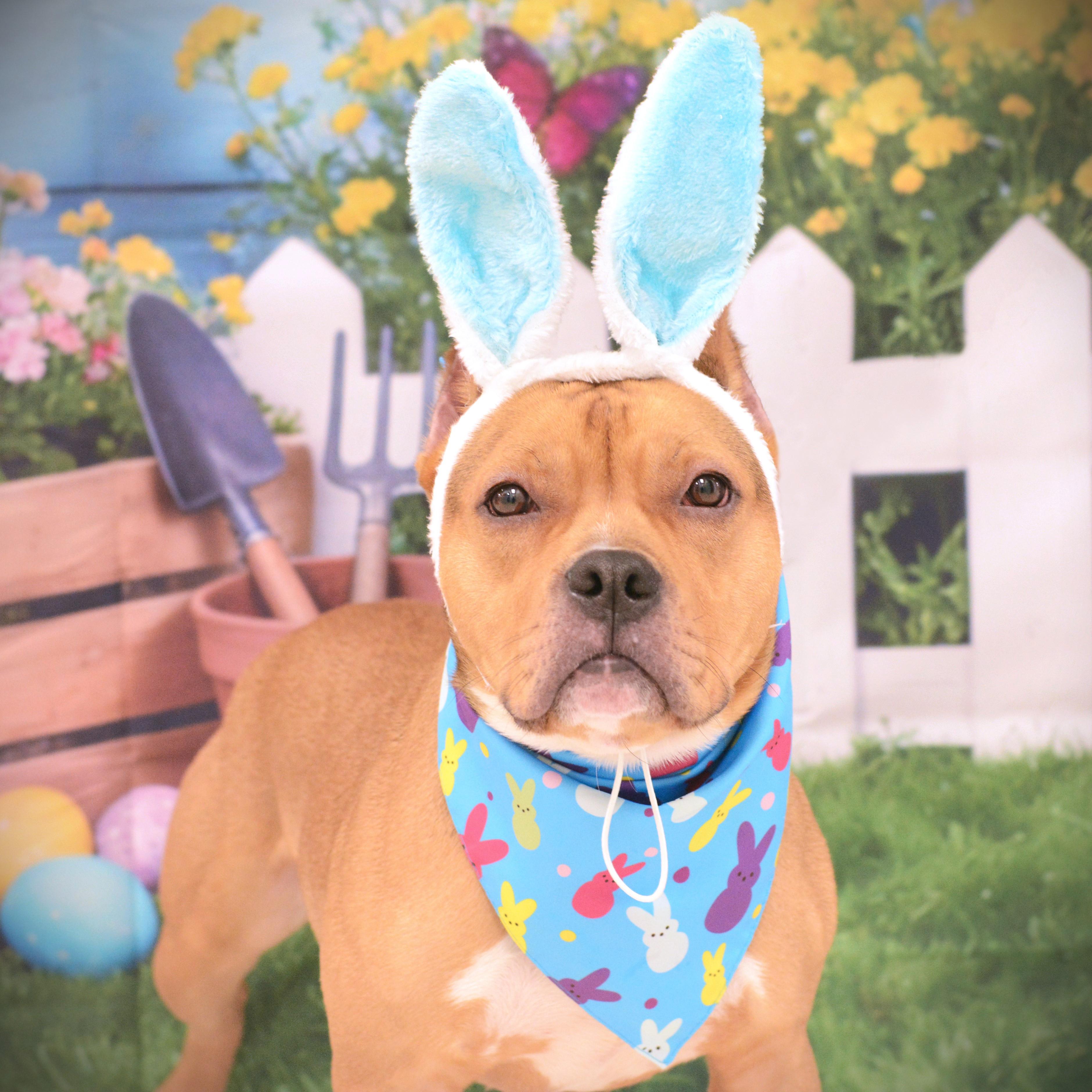 Sid, adoptable, Young Male Terrier.