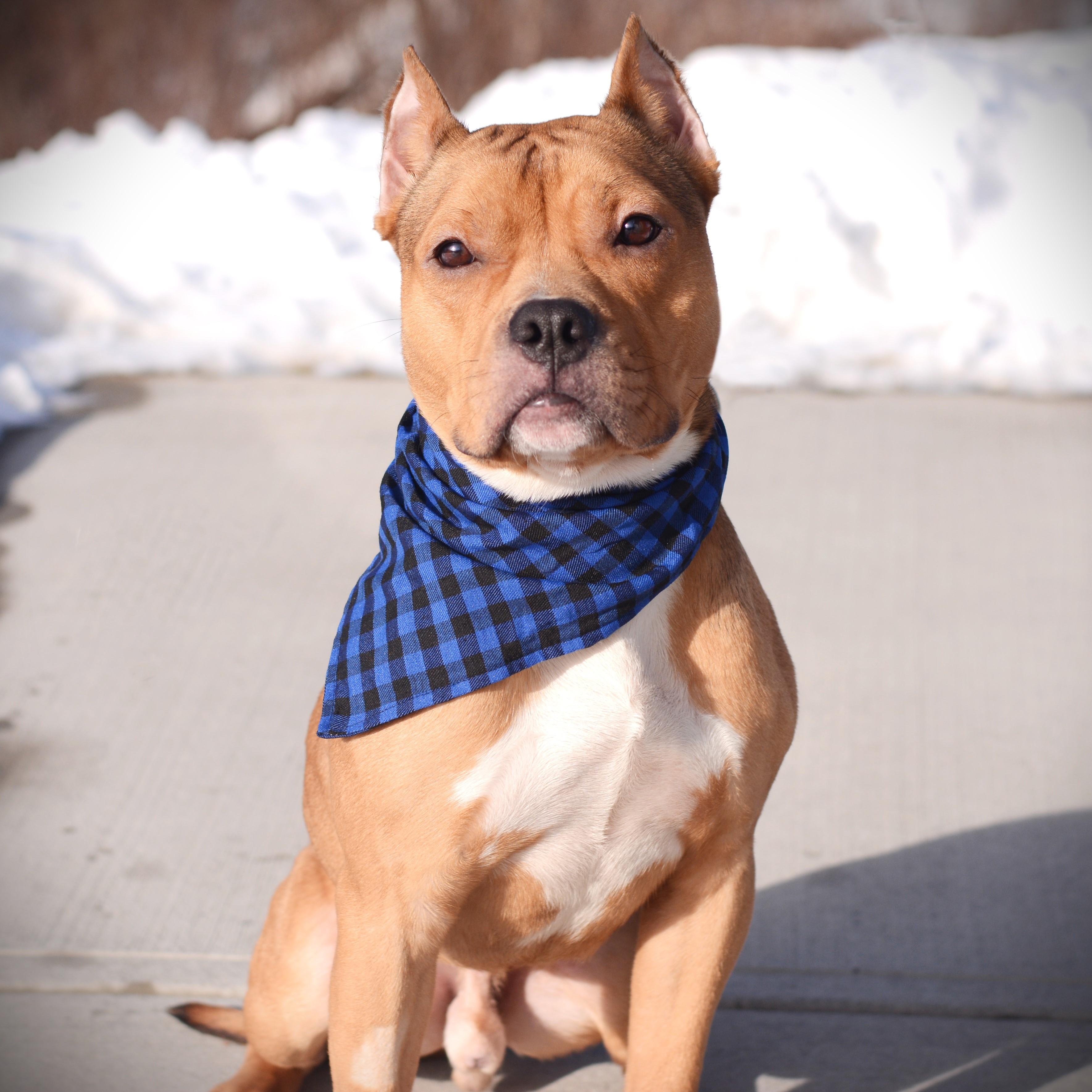 Enlarge Sid, an adoptable mixed breed in Amsterdam, NY image 3/5