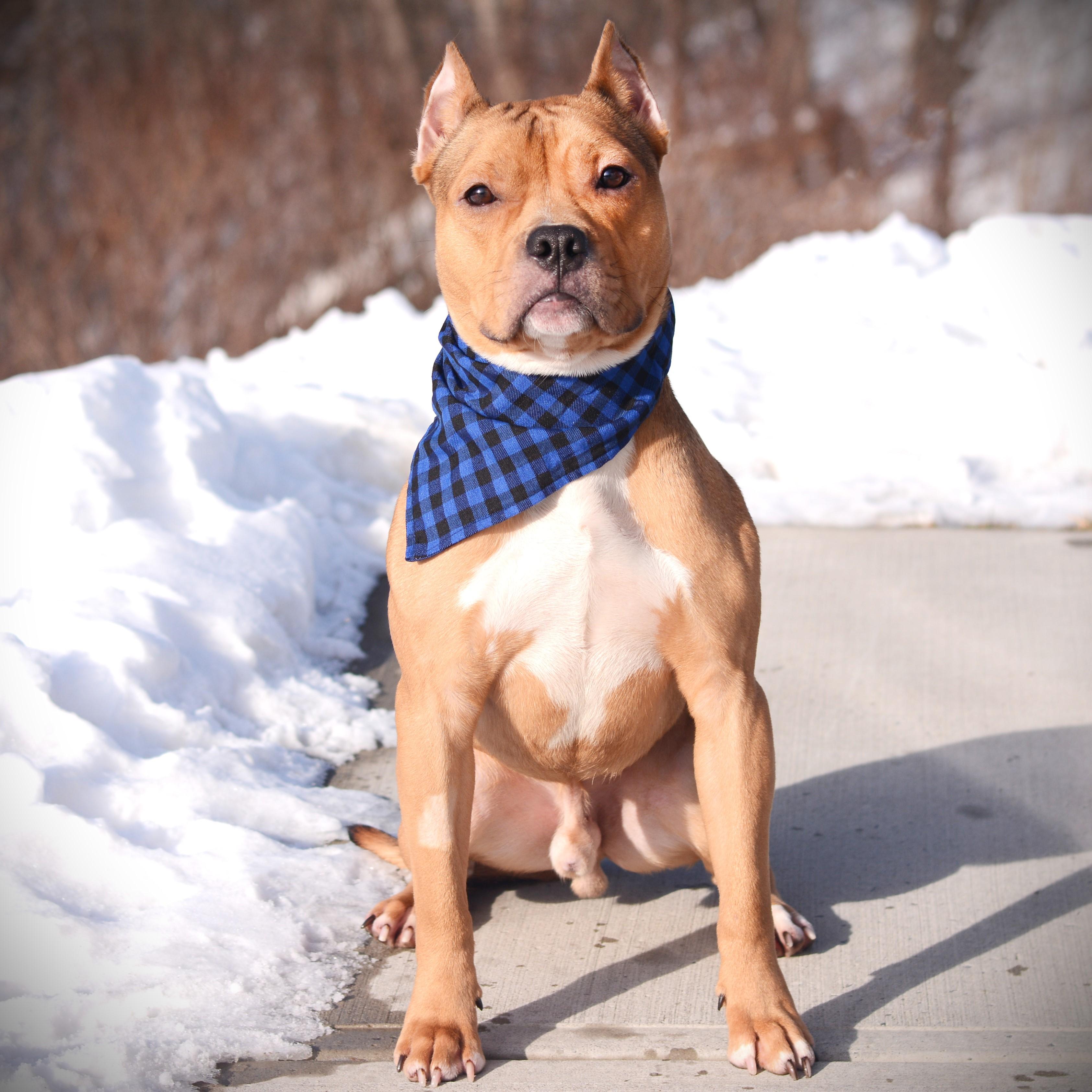Enlarge Sid, an adoptable mixed breed in Amsterdam, NY image 5/5