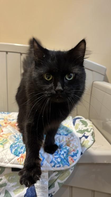 Ron, Adoptable, Senior Male Domestic Medium Hair & Domestic Short Hair.