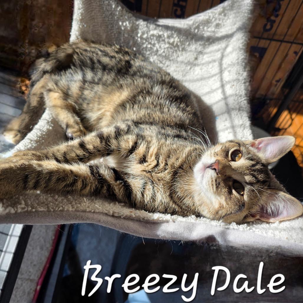 Breezy Dale, Adoptable, Kitten Male Domestic Short Hair.