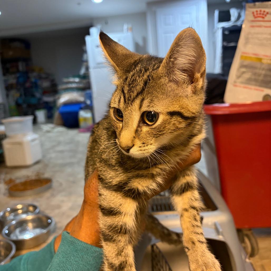 Enlarge Breezy Dale, a Adoptable Domestic Short Hair in Waldorf, MD image 2/5