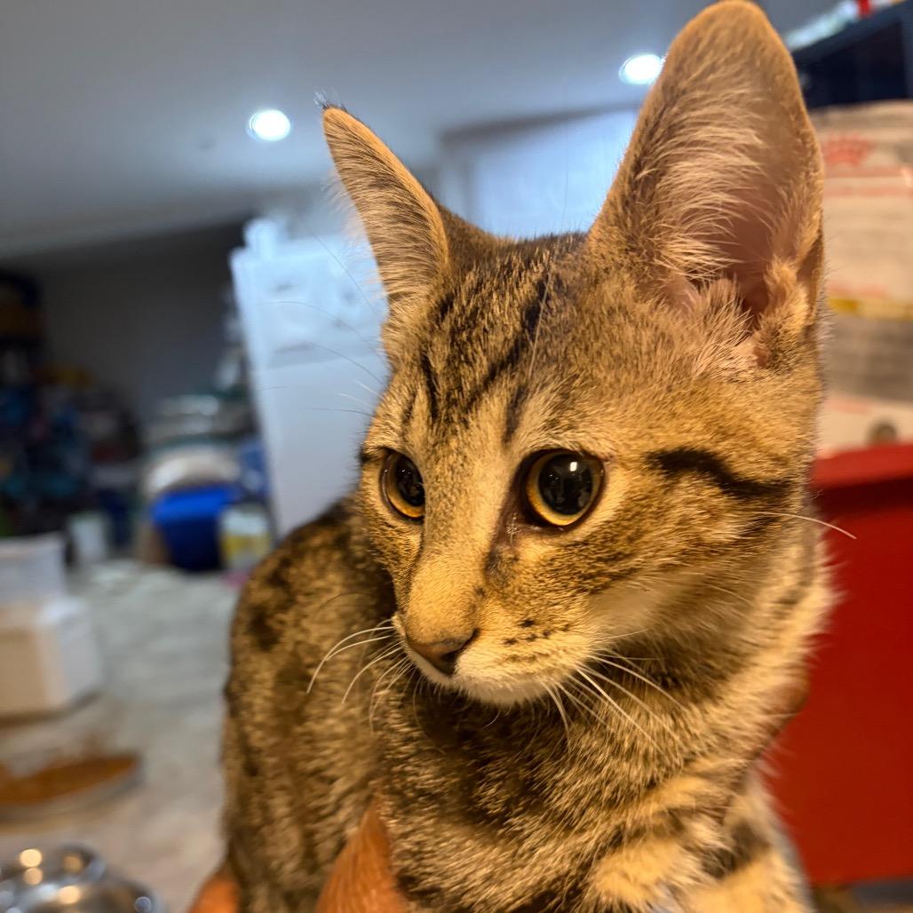 Enlarge Breezy Dale, a Adoptable Domestic Short Hair in Waldorf, MD image 3/5