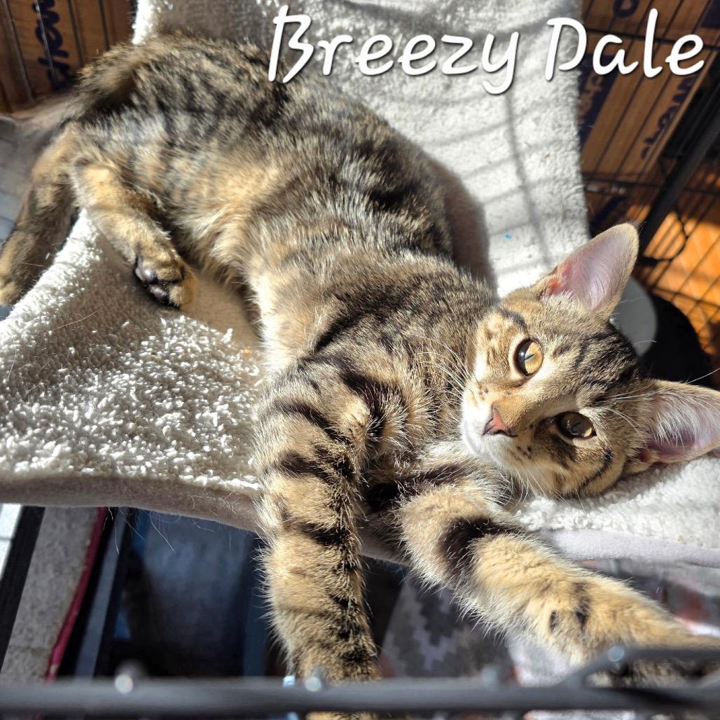 Enlarge Breezy Dale, a Adoptable Domestic Short Hair in Waldorf, MD image 4/5
