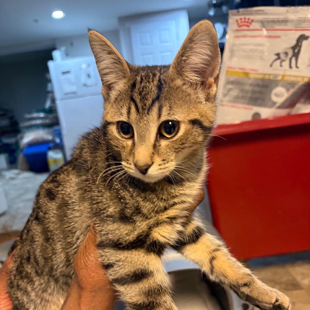 Enlarge Breezy Dale, a Adoptable Domestic Short Hair in Waldorf, MD image 5/5