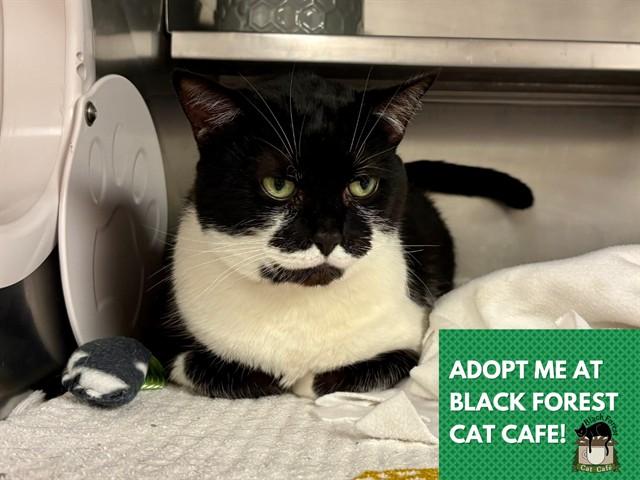 Enlarge FANG, a Adoptable Domestic Short Hair in Fort Wayne, IN image 1/1