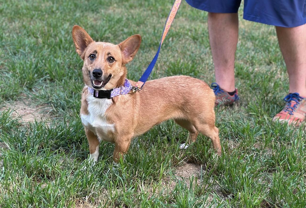 Maple Corgi Dog