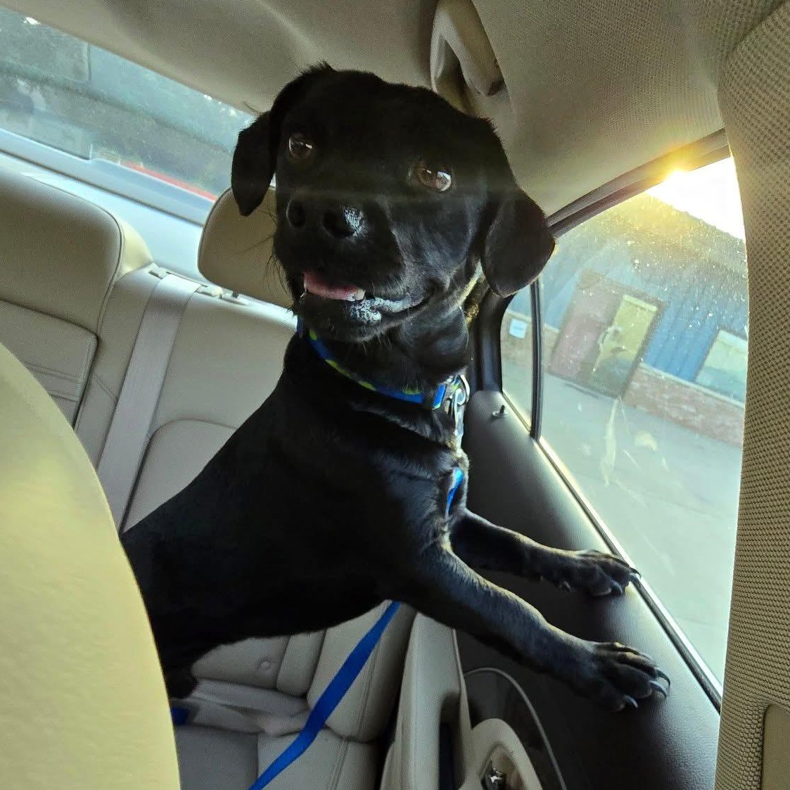 Blue Boy, Adult Male Mixed Breed