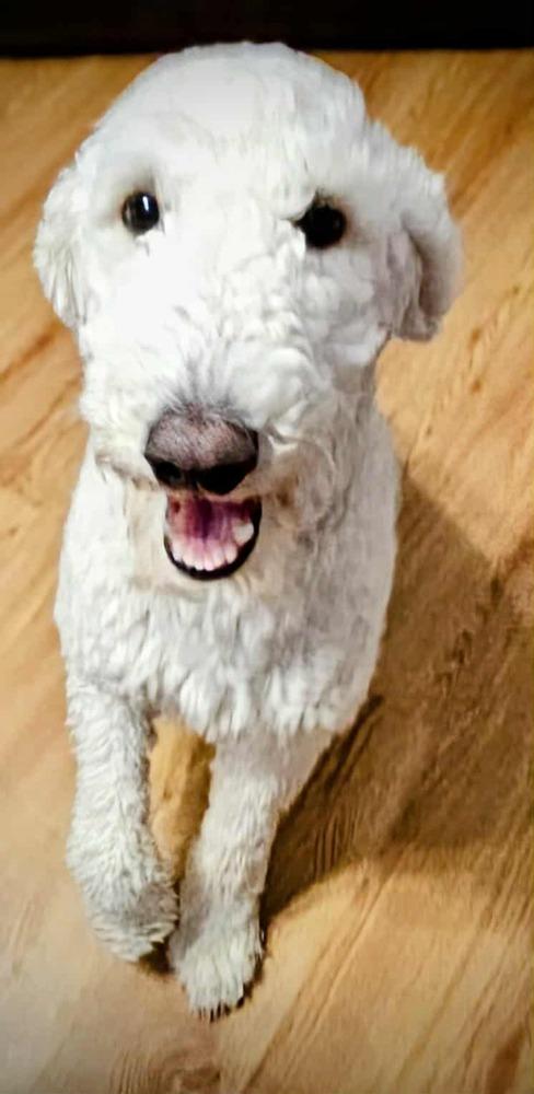 Lily, Adoptable, Young Female Old English Sheepdog & Poodle.