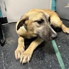 Enlarge Maple, a Adoptable mixed breed in Shinnston, WV image 1/2
