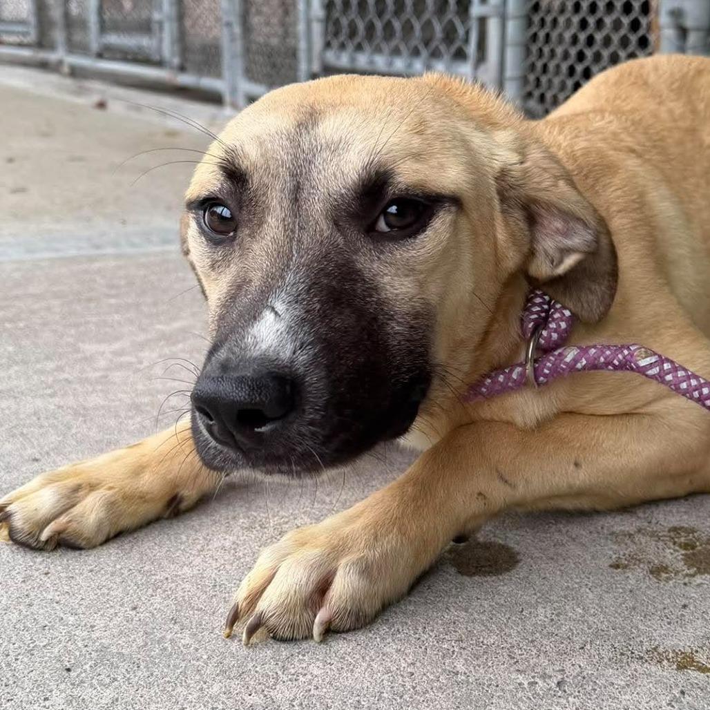 Enlarge Maple, a Adoptable mixed breed in Shinnston, WV image 2/2