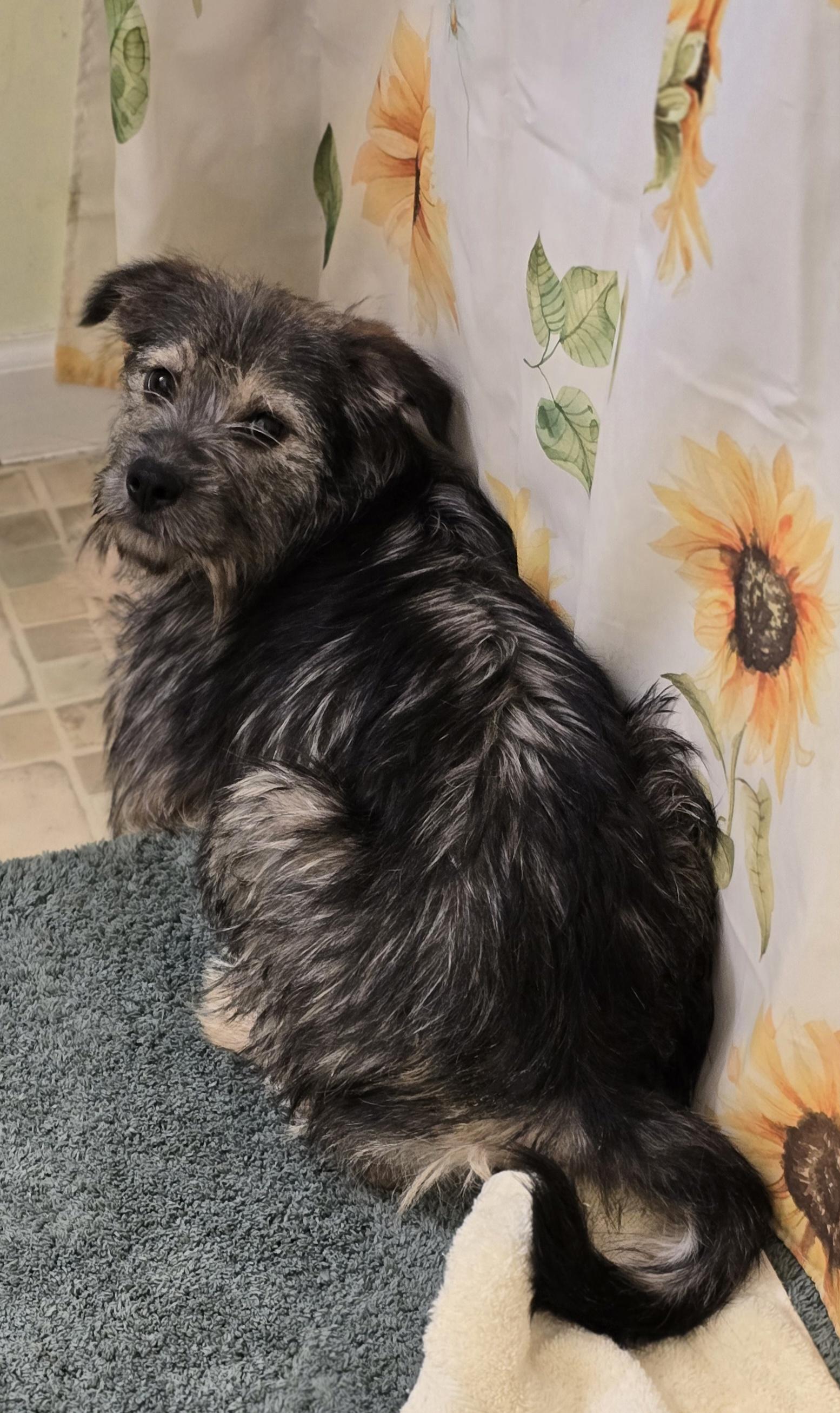 MUDPIE, Adoptable, Young Female Terrier.