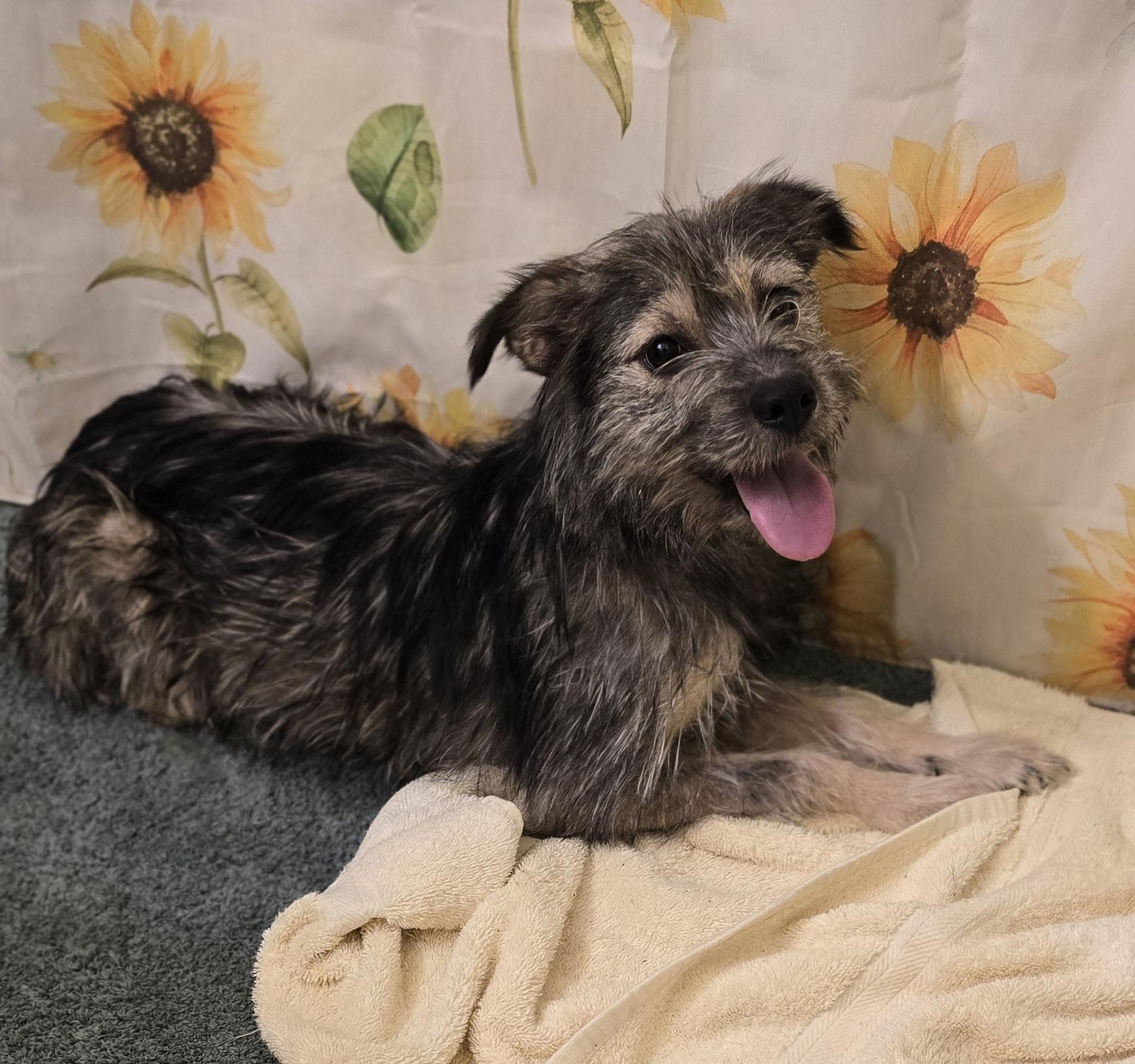 Enlarge MUDPIE, a Adoptable mixed breed in Keyser, WV image 2/3