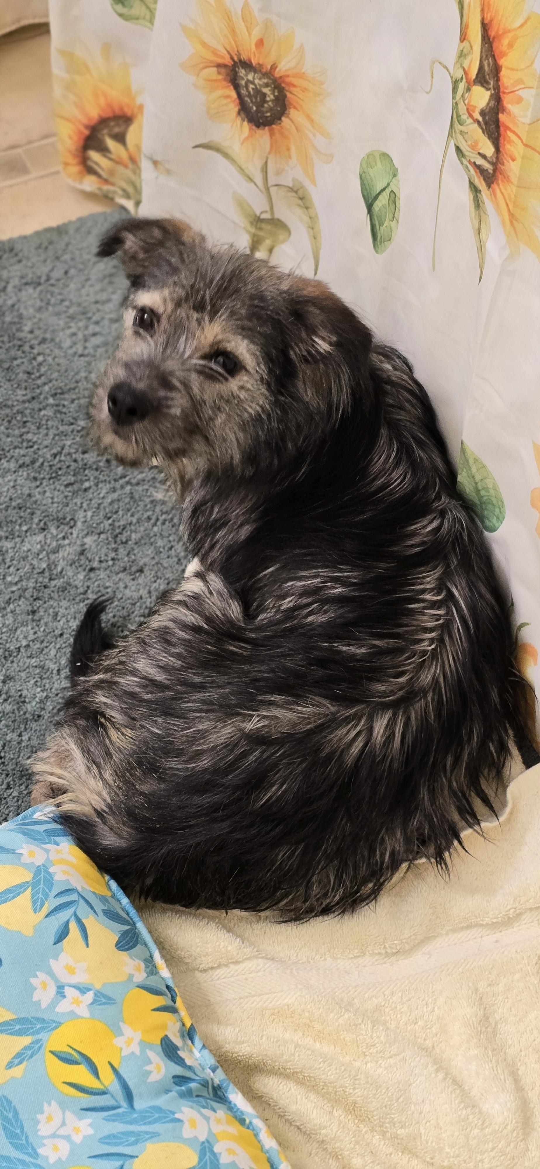 Enlarge MUDPIE, a Adoptable mixed breed in Keyser, WV image 3/3