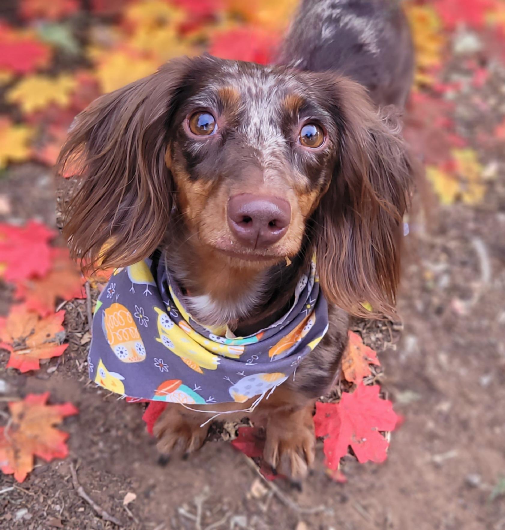 Reeses, Adoptable, Young Female Dachshund (Miniature Long Haired).