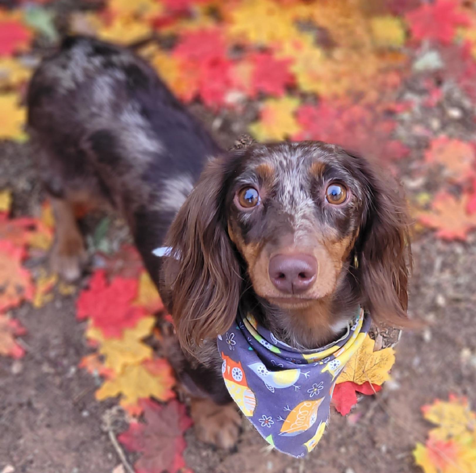 Reeses, a Adoptable Dachshund (Miniature Long Haired) in Vernon, TX image 2/2
