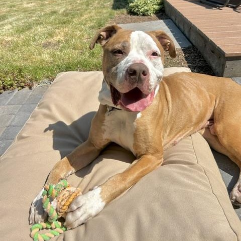 Anthony, a ADOPTABLE mixed breed in Denver, CO image 2/6