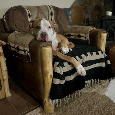 Anthony, a ADOPTABLE mixed breed in Denver, CO image 5/6